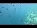 NOVA Maldives - House Reef GoPro 02