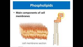Biochemistry, Macromocules, Molecules of Life