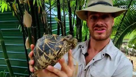 Grown up STARTER TORTS