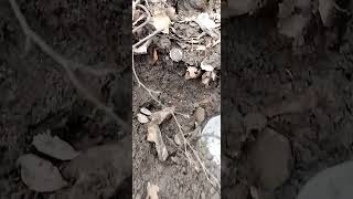 Военные противогазы #metaldetecting