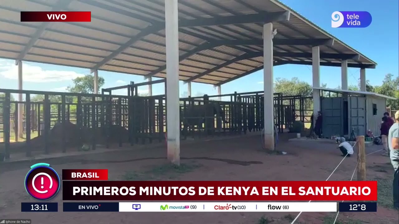 La elefanta Kenya llegó a Brasil tras cinco días de viaje: así es el santuario y su nueva vida