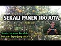 Omset tanam pohon jeruk di dataran rendah sangat menguntungkan part 1