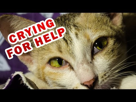 Video: Cat In Pain - Katteartritt Symptomer - Smerter Hos Katter