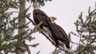 Nature Minute 51: Bald Eagles in the Neighborhood