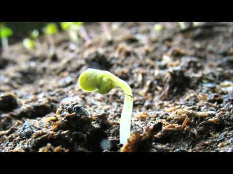 Video: Högre Tillväxt Av äpplet (Malus × Domestica Borkh.) Fruktbarken Stöds Av Resursintensiv ämnesomsättning Under Tidig Utveckling