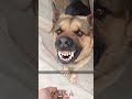 Cat Dog Funny Happycats Catmemes Music Memes Pets Cat Dog Funny Happycats Catmemes Music Memes Pets