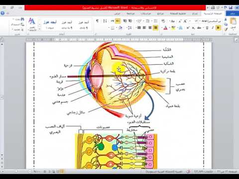 المستقبلات الحسية العين فصل الاحساس و الاستجابة