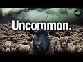 Uncommon  official music  fearless motivation