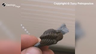 Eldredgeops Trilobite Fossil