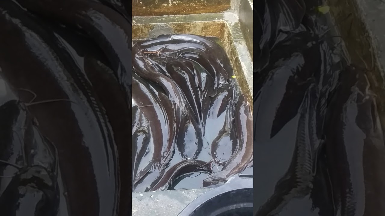 ikan lele ternak 