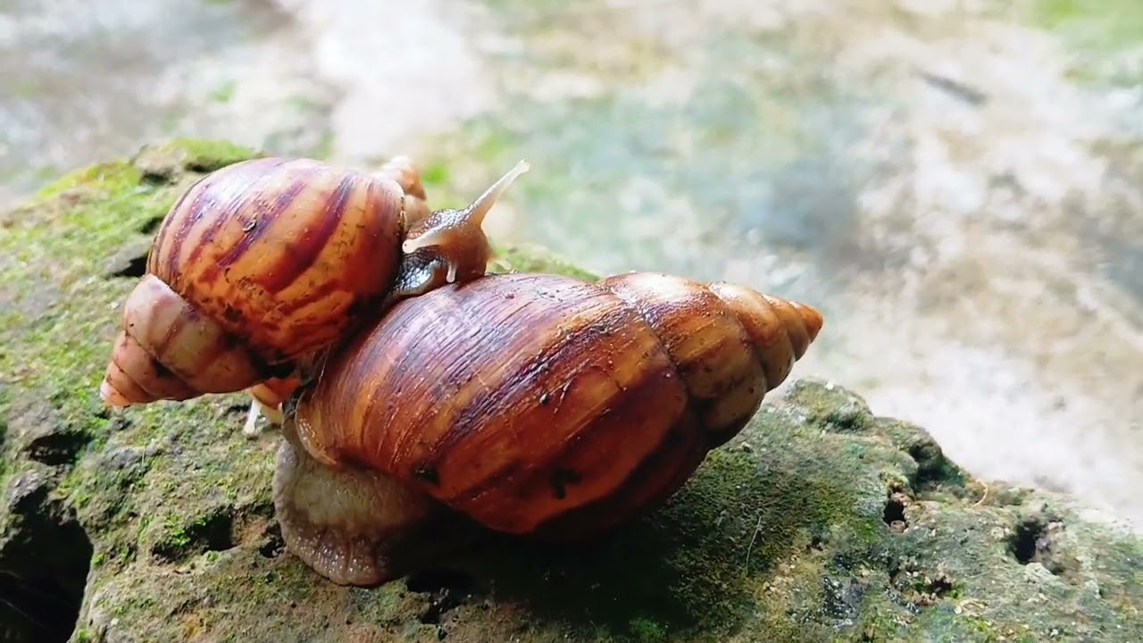 ​A Snail's Life: An Intimate Portrait of a Colony