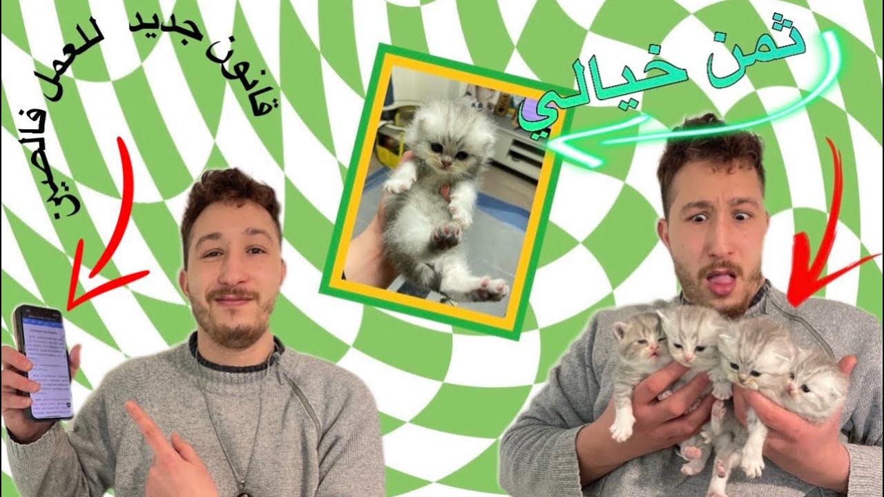 ولادة قطتي لأربعة قطط وهذا هو القانون الجديد اللذي أصدرته الصين حول الدراسة و العمل لن تصدقو