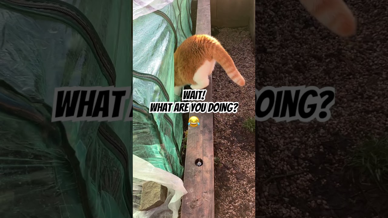 WALKING my cat brothers ❄️😻 in winter 