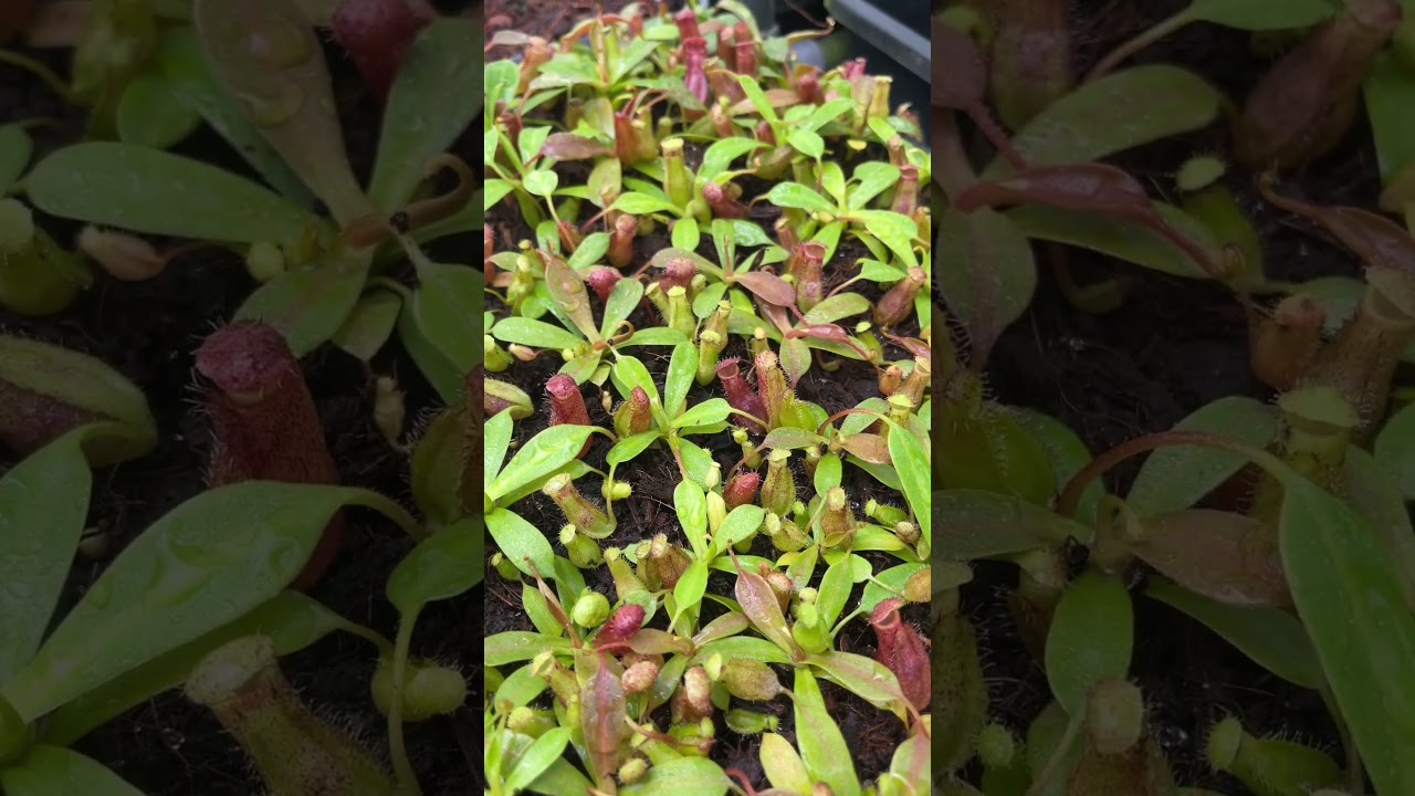 Auction Item Short] BE-4639 | N. ventricosa x ephippiata