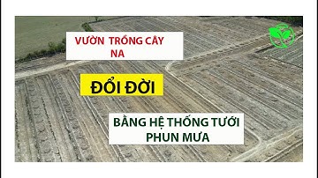 Đổi đời vườn na 6 hecta nhờ hệ thống tưới  phun mưa thần kỳ