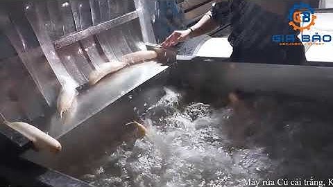 Máy rửa củ cải trắng I củ cải đường I khoai lang, rau củ quả công nghiệp - inoxsg.com