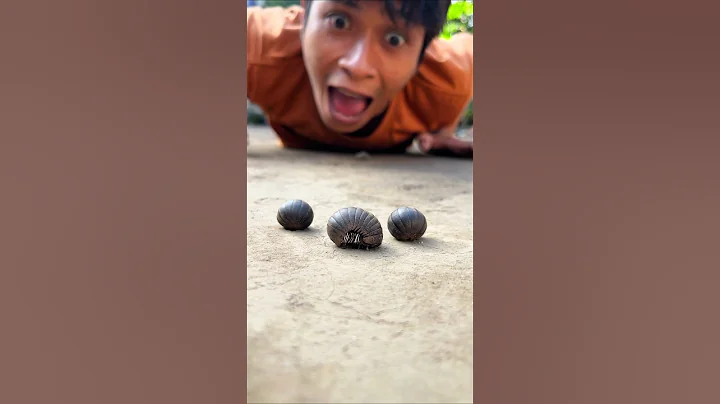 Don't make a sound, the cute Pill millipedes will immediately wake up from their sleep #shorts
