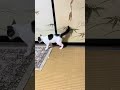 俺のスピードについてこられるかな？ #ねこ #ねこのいる生活