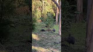 Amazing Hadida Ibis Birds Roaming Within The Homestead