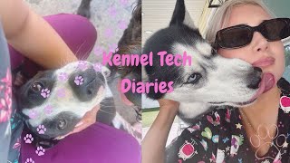 My experience as a Kennel Tech🐾