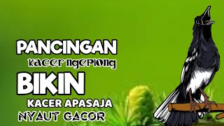 PANCINGAN KACER GACOR BIKIN KACER MACET MALAS BUNYI, BAHAN LANGSUNG NYAUT GACOR !