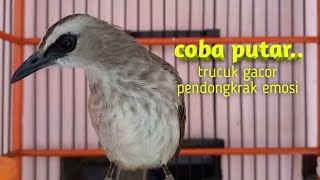 Putar Sebentartrucukan Gacor Pendongkrak Emosi Lawan