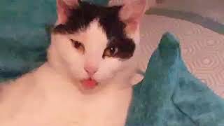 I think daisy is broken.
blep. I think daisy is broken.