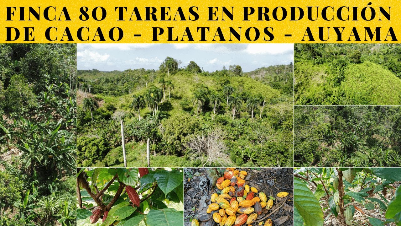 Finca de 80 Tareas 👉en Producción de Cacao Plátanos Auyama👈 y con más Terreno para seguir sembrando