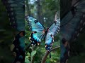 Nature’s living jewelry. 🦋✨ The vibrant colors of this blue swallowtail are absolutely mesmerizing!😊