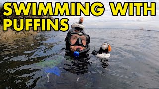 Swimming with Puffins UK!