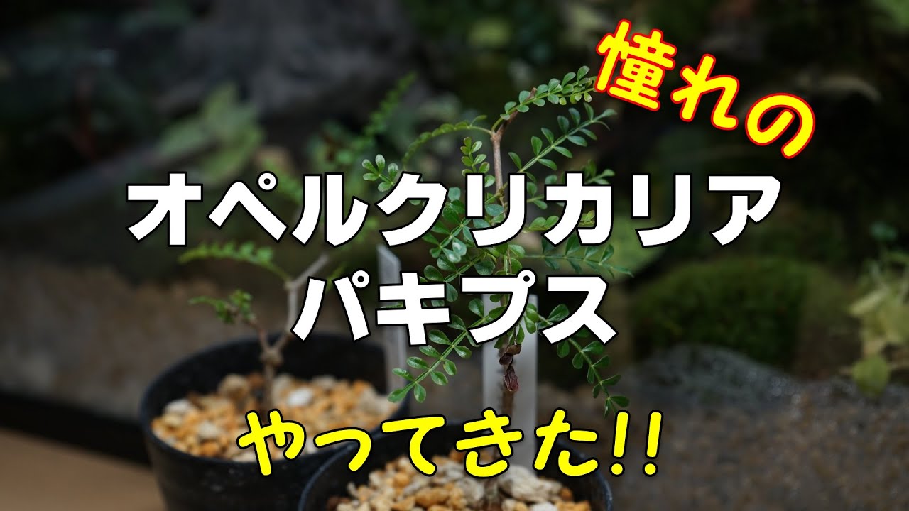 141 オペルクリカリア パキプス pachypus 塊根植物 コーデックス