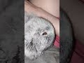 #yutubeshorts #cute #cuterabbit #rabbit #kpop #psy #gentleman #music #mycuterabbit #subscribe