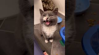 Moonpie, the emotionally confused kitten, gets adopted! | fortheloveofkittenrescue