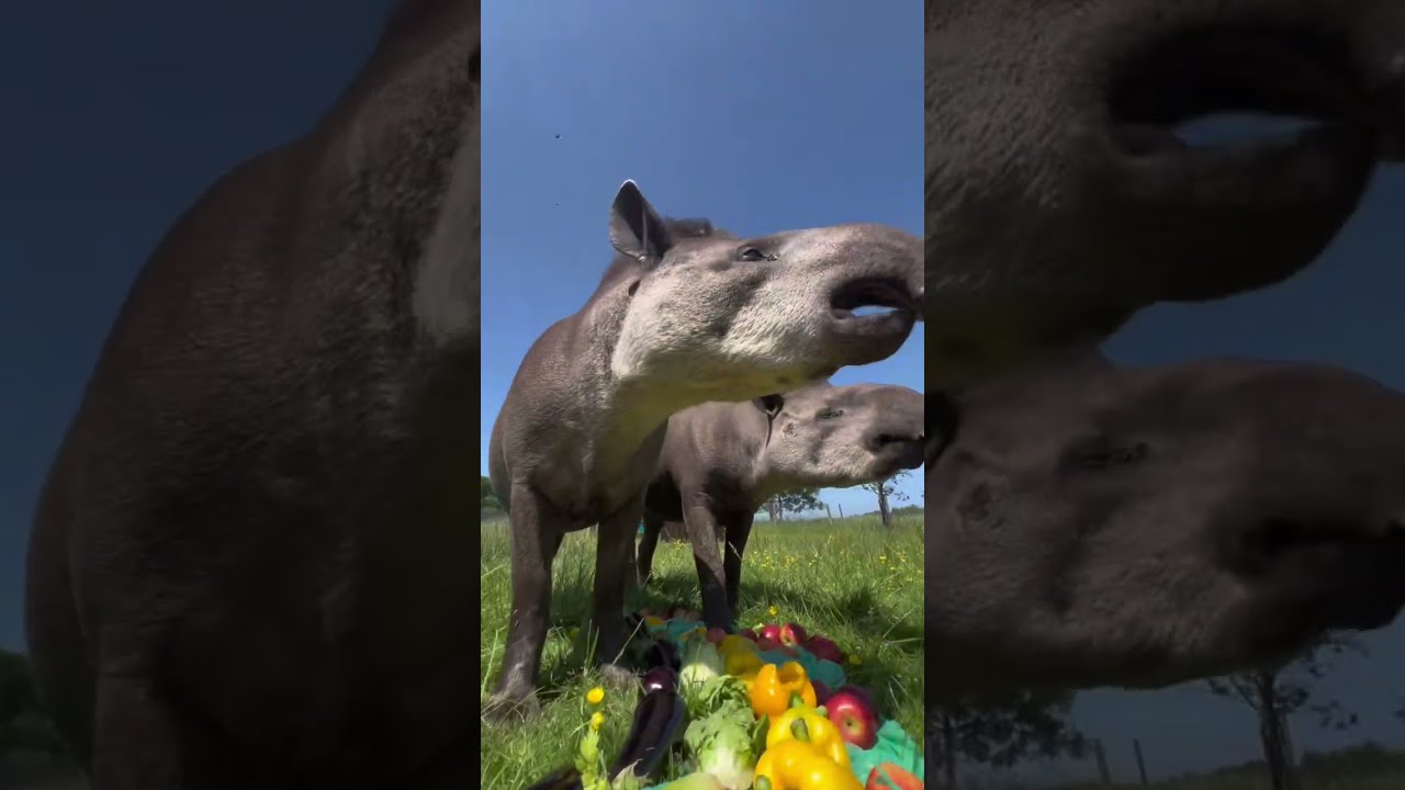 Rainbow Treat For The Tapir 