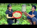 Together harvest eggplant  preserved salt is enough to last for a month