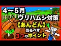 【ウリハムシ対策】4〜5月はウリ科野菜の害虫ウリハムシ対策をしてください!ポイントは3つ!ネギ&あんどんの効果が絶大!【アニメでわかる家庭菜園解説】