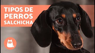 TIPOS de TECKEL o DACHSHUND  ¿Los conoces todos?