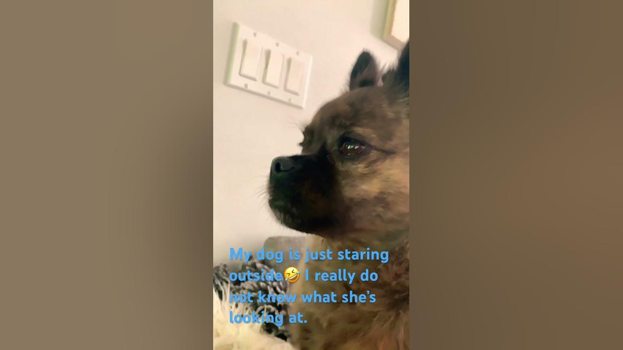 My dog is just staring into space (join the discord link in comments
