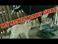 My new baby goat | cutting or trimming her mother nails