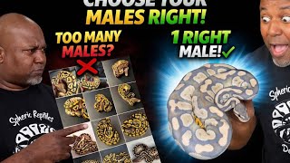 How Many Ball Python Males Do You REALLY Need? (Breeding Strategy for Beginners &amp; Pros)