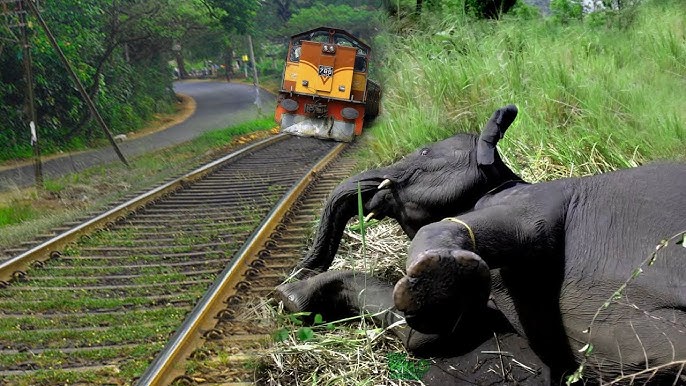 Saving an elephant from a train accident