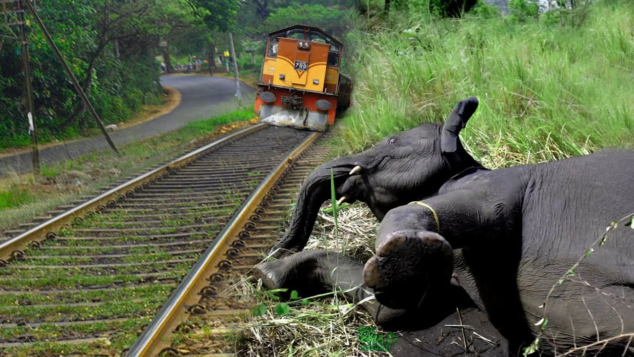 Saving an elephant from a train accident - YouTube