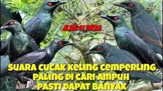 🔴suara pikat cucak keling paling joss paling ampuh cocok buat pemikat jejak si thole #part 071