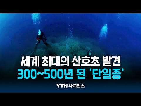 300년 묵은 세계 최대 &amp;#39;단일종&amp;#39; 산호초 발견 | 과학뉴스 24.11.18
