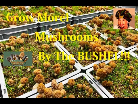 Video: Grow Your Own Morell Mushrooms - How To Grow Morell Mushrooms