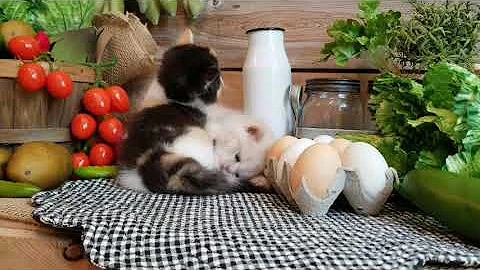 Video 11236641: exotic shorthair kitten, longing, kitten playing