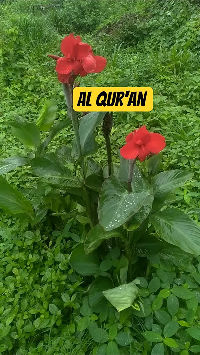 Al Qur'an Urdu translation sura e taha #quran #quran #quran