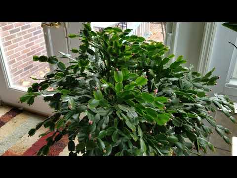 Βίντεο: How to Grow a Holiday Cactus - Christmas, Thanksgiving & Πασχαλινές Διαφορές Κάκτου - Γνώση στον Κηπουρικό