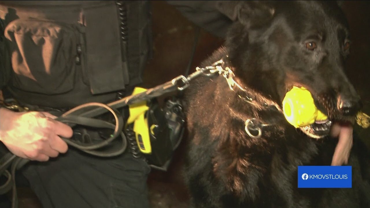 K9 tracks down burglary suspect hiding underneath stage at North County ...