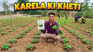 Finally Guys Aaj Karela Laga Diye🌱Karela Ki Kheti